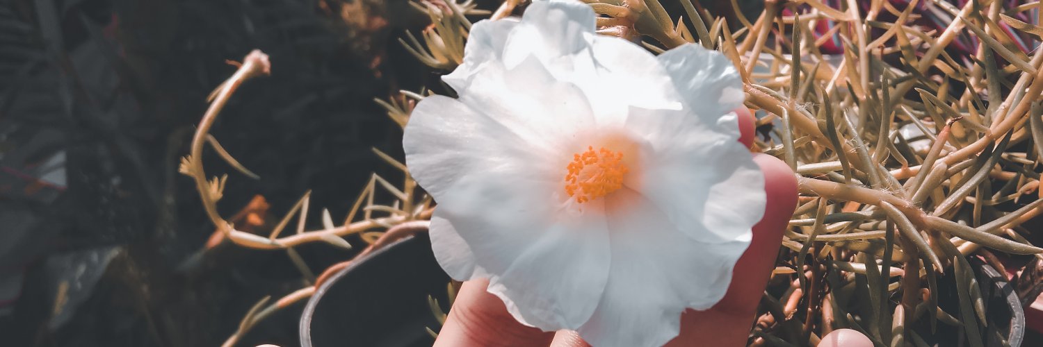 heiapril_'s profile banner image