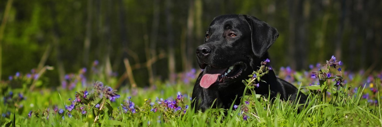 JustLabs's profile banner image