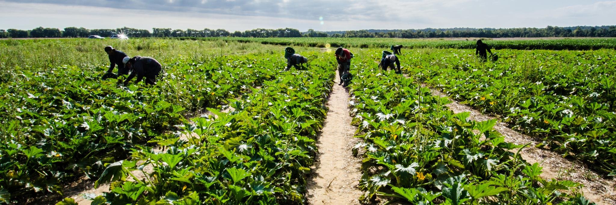 American Veg Grower banner
