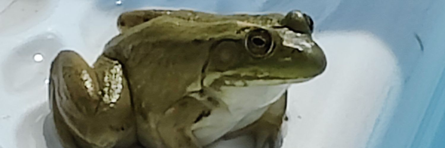 Gahboss!! banner