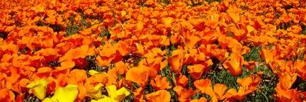 Made in California banner