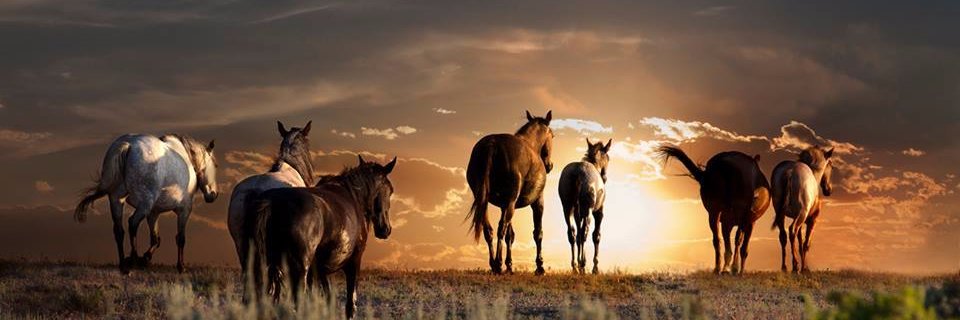 RanchWynema's profile banner image