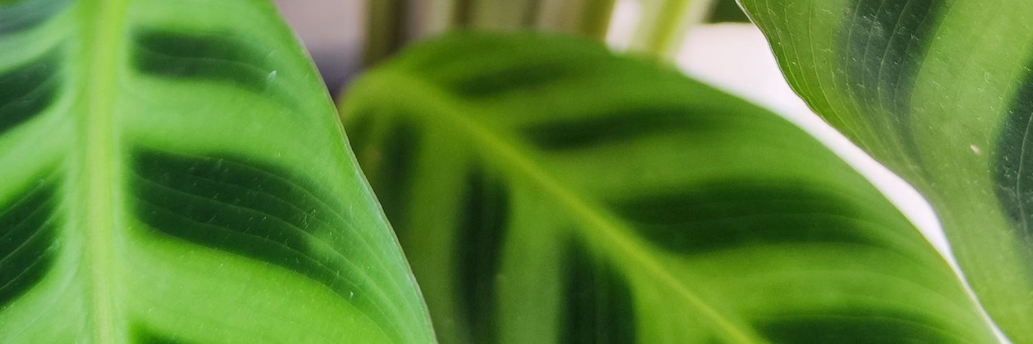 gerigeriking's profile banner image