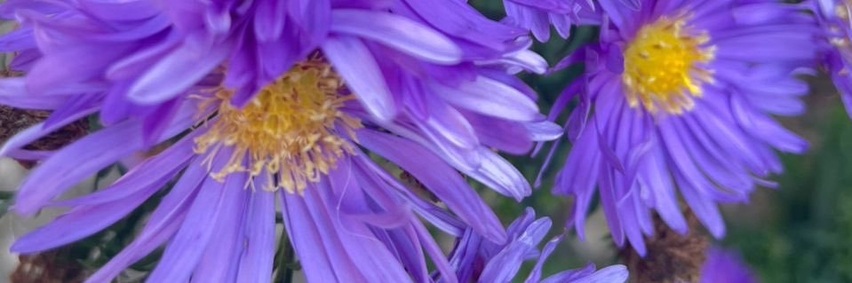 Juli293923's profile banner image
