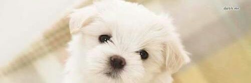 Idanilca 🇵🇪 banner