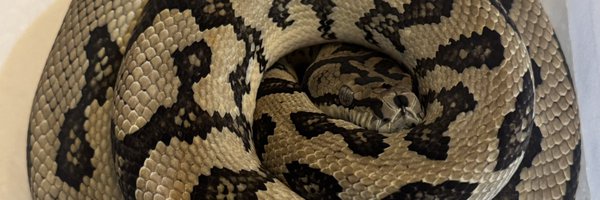 ryo_python Profile Banner