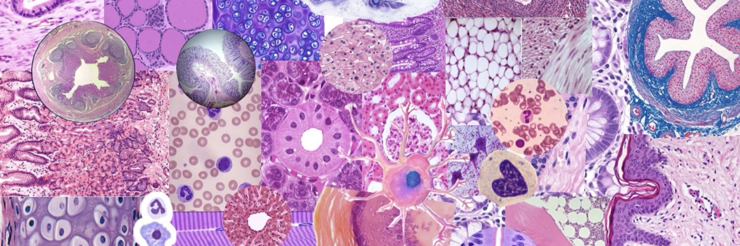 بـتـول 🧬 banner