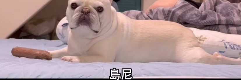 しろザウルス banner