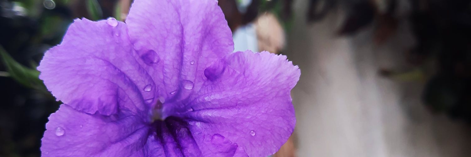 umbrellawww's profile banner image