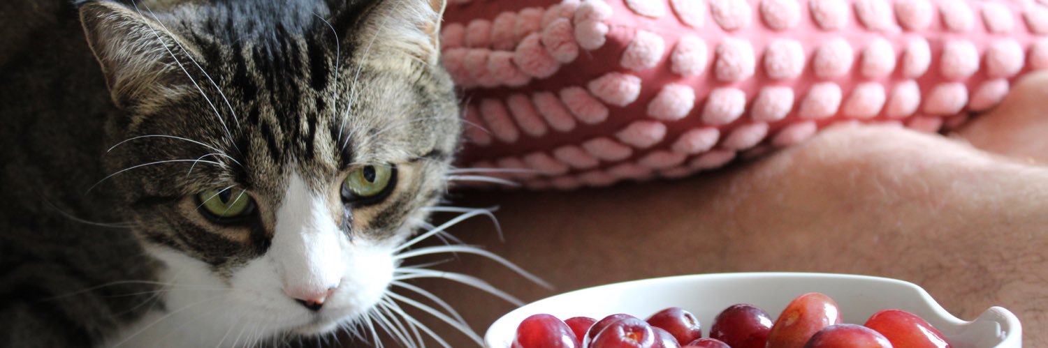 batdarby's profile banner image
