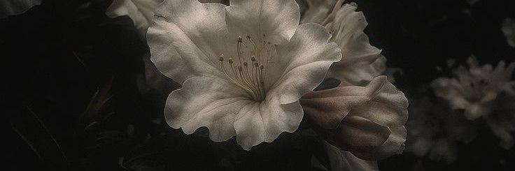 ange_lessbi's profile banner image