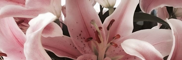 𝑫 ˚˖𓍢ִ໋🦢˚ banner