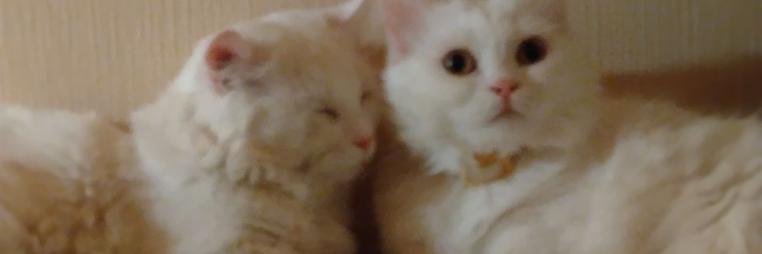 godxkyei's profile banner image