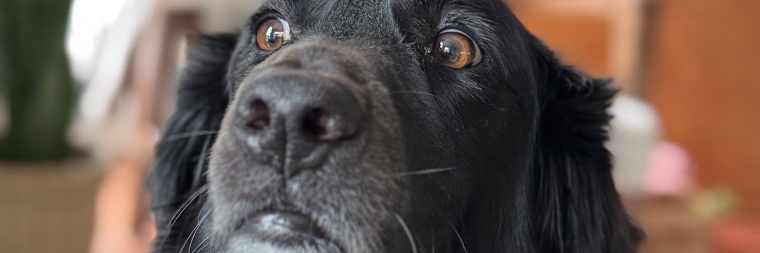 Logan Plymale banner