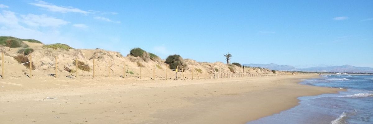 Vicente Pascual ⚪🟢⚪ banner