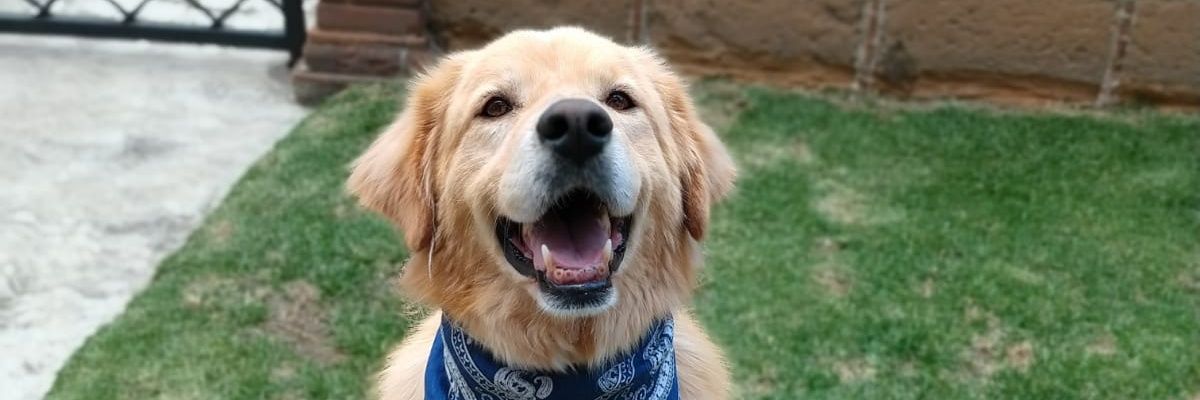 _PIZZATHEHUTT_'s profile banner image