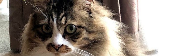 raldra023's profile banner image