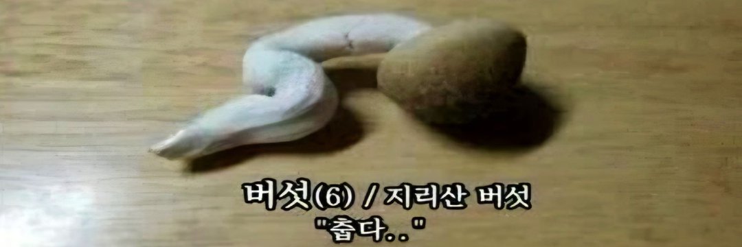 🍞🍠너도 얼어 죽지 않게 조심해 banner