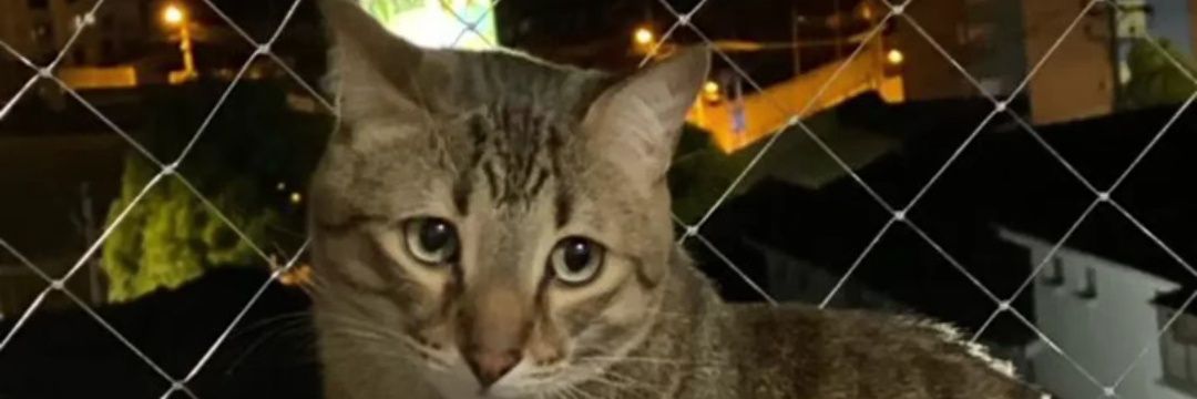 Maria Guevara banner