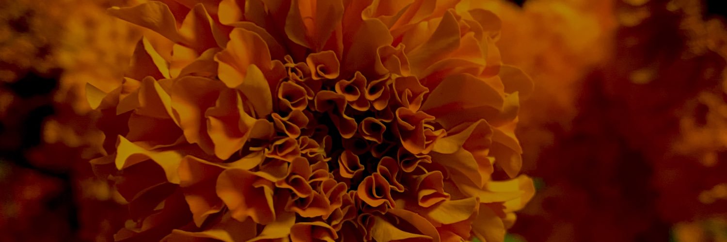 violeenta's profile banner image