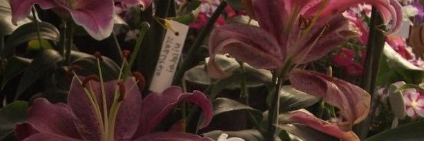 vian banner