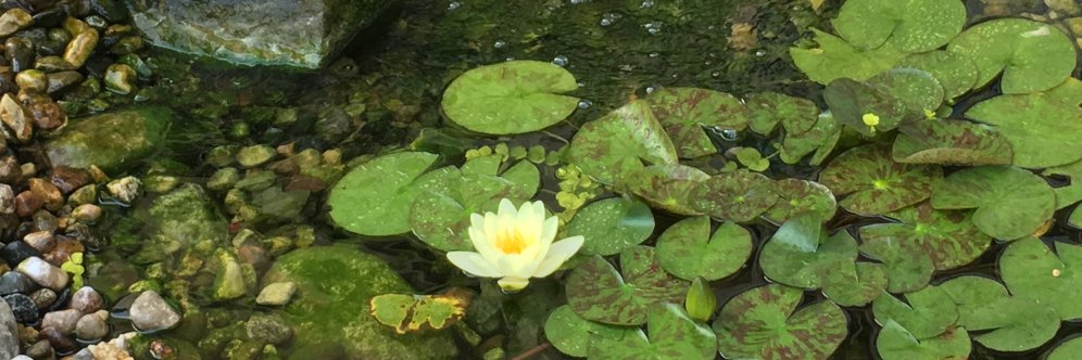 Dr. Rajeev Bukralia banner