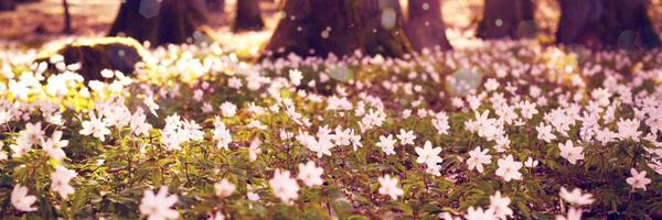 Bea_lasmar's profile banner image
