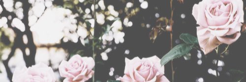 stephoreal's profile banner image