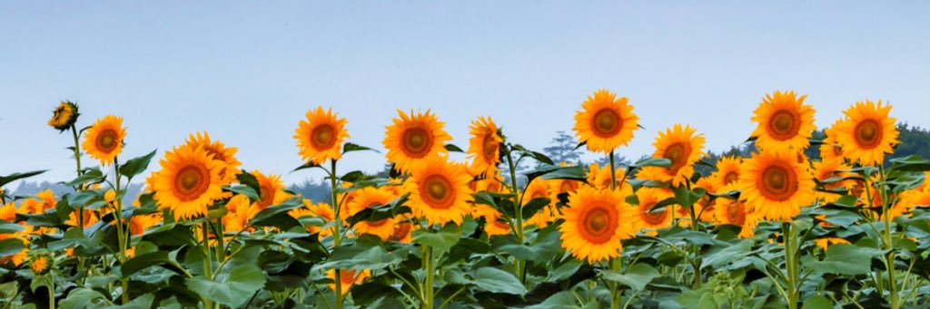 graceannnh's profile banner image
