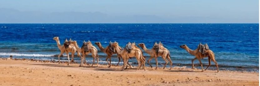 EritreaNarrative banner