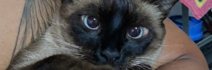 naylabarreto's profile banner image