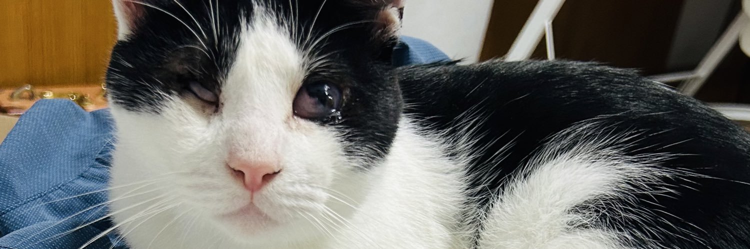 cat_ningenA's profile banner image