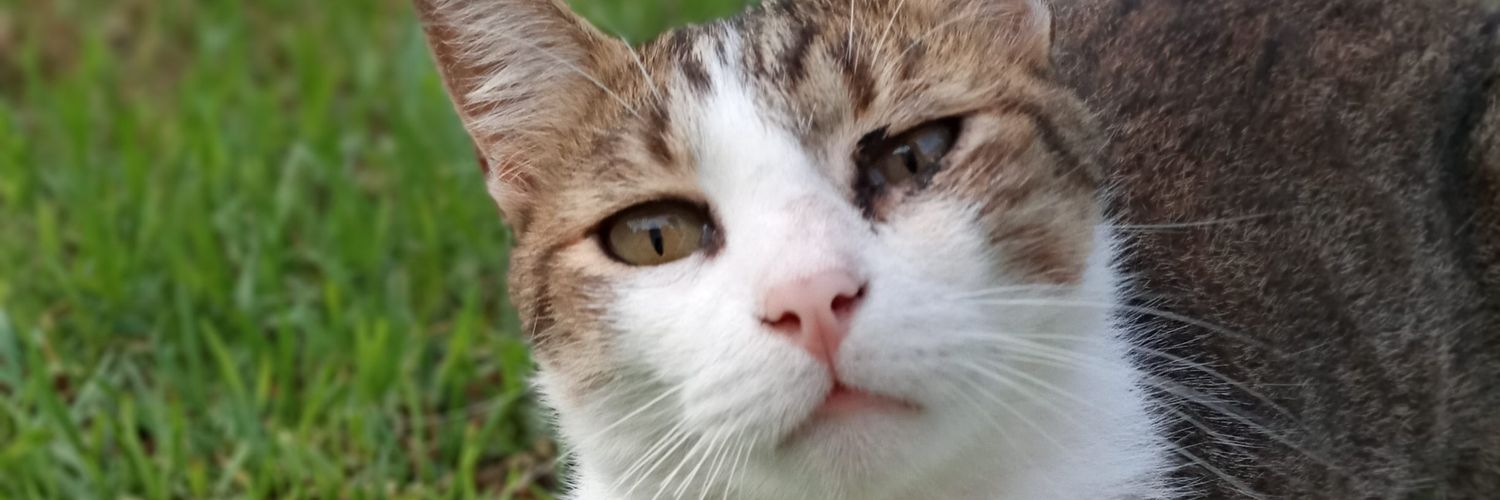 stefifuentess's profile banner image