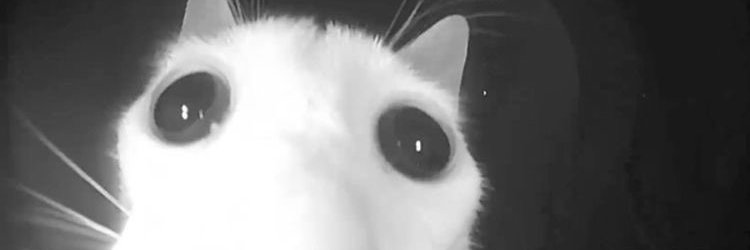 SquidMemee's profile banner image