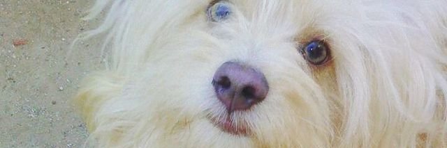 Ivyserv's profile banner image