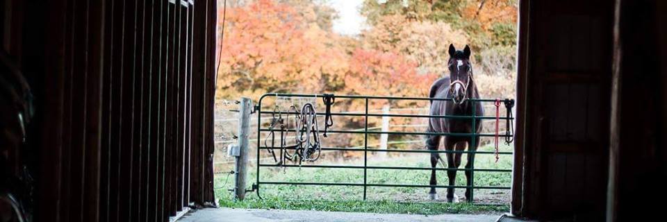 Mere 🇨🇦🐴🇺🇦 banner