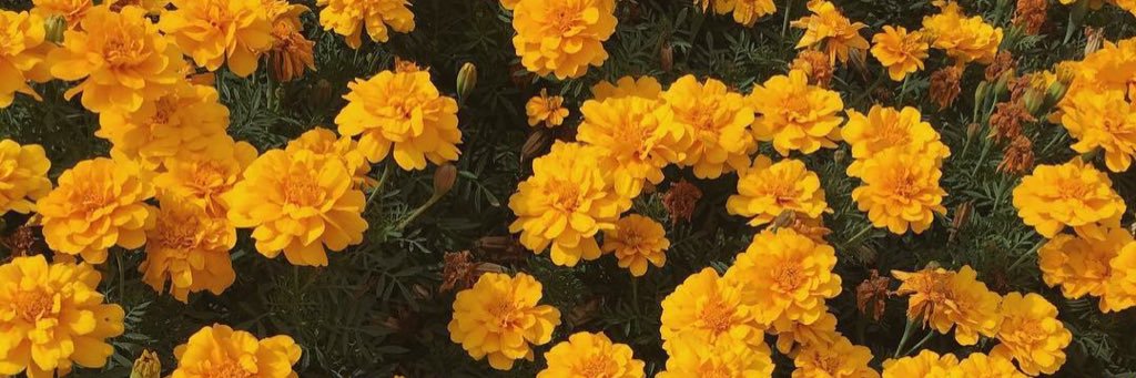 victoriaz_'s profile banner image