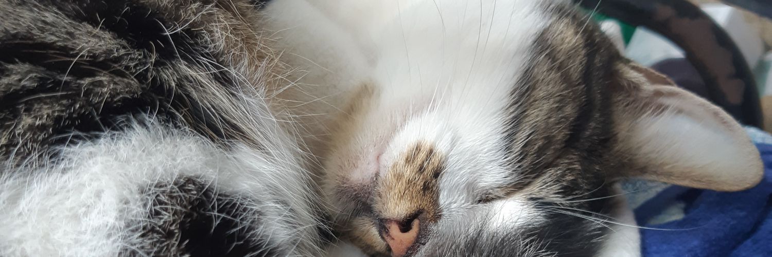 OrangeScissors (she/any) banner