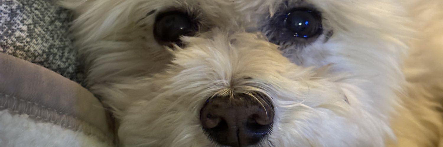 Stefano QQ 🦂 banner