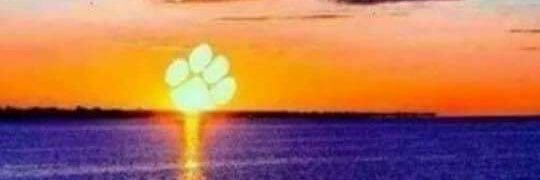 CUTiger93's profile banner image