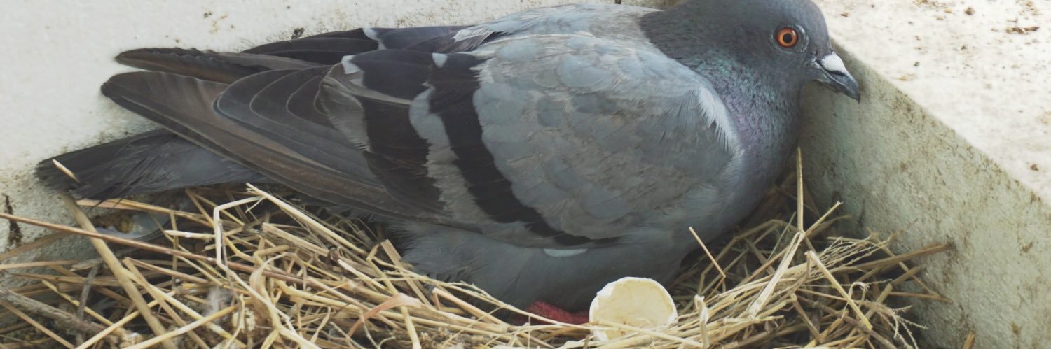 Friendly Pigeon banner