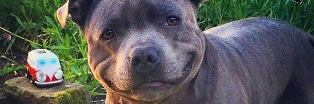 CleberAnimal's profile banner image