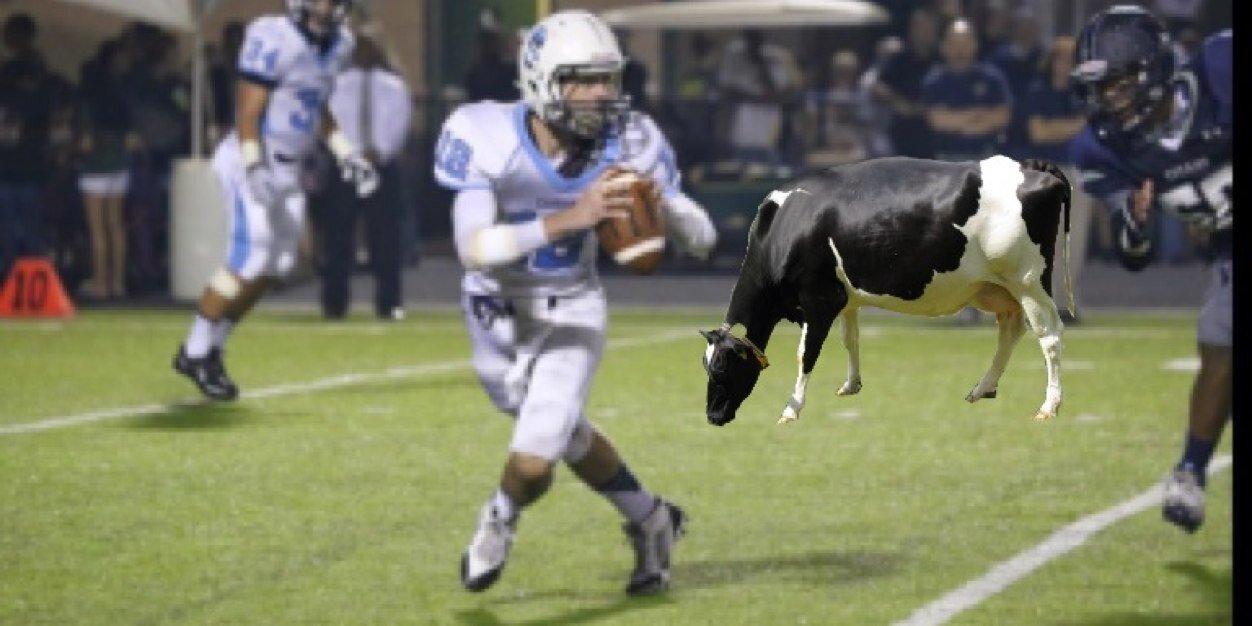 CambridgeCows's profile banner image