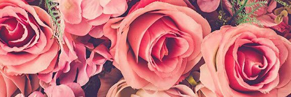 Steephie1312's profile banner image