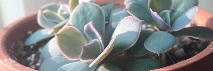 penguee13's profile banner image