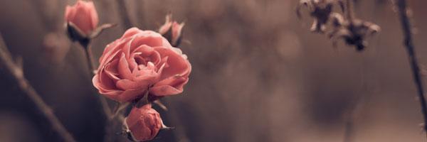 tpurser12's profile banner image