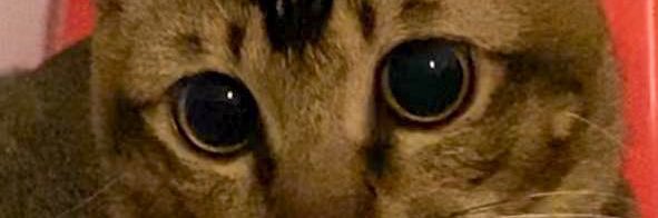 thatjoedencho's profile banner image