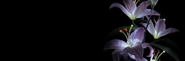 chilli banner