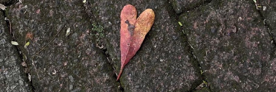 fat baby bunny banner