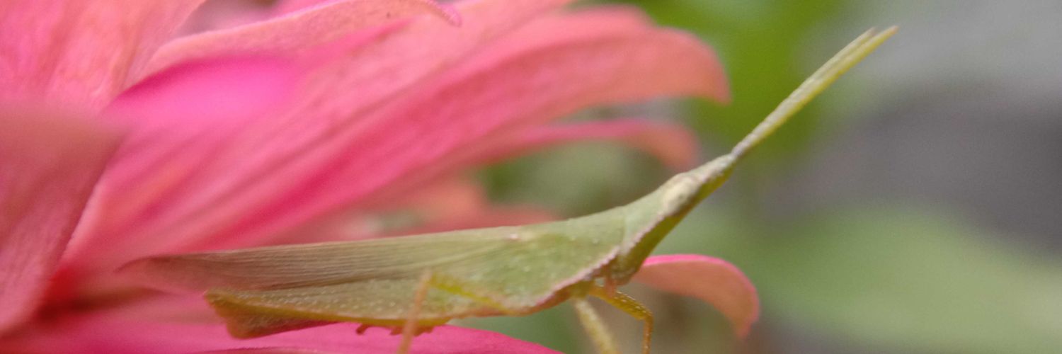 dhipheee4's profile banner image